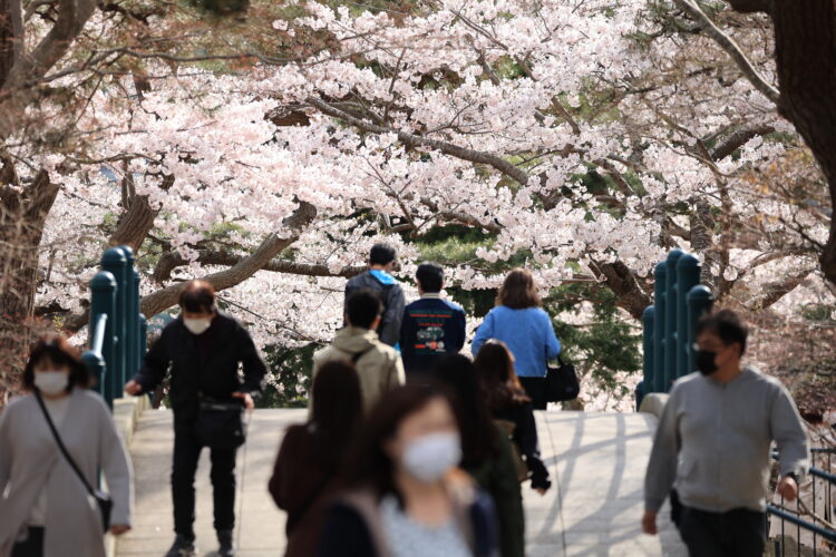 満開の桜を函館公園で見る