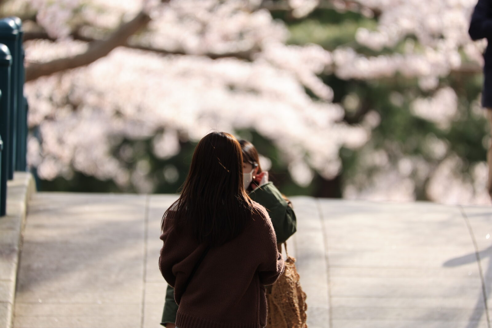 函館公園に咲く満開の桜